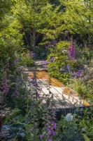 A wooden boardwalk goes through dense plantings of flowering perennials with Digitalis purpurea and ornamental leaves. June, Designer: Robert Moore 