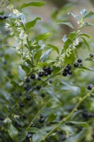 Sarcococca confusa in January