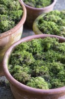 Terracotta pots mulched with moss in January