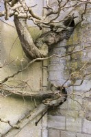 Wall built around thick wisteria trunks at Iford Manor in January
