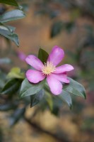 Camellia sasanqua 'Lavender Queen'