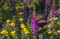 A summer colourful bed of purple foxglove and Achillea 'Moonshine' surrounds a charred wooden boardwalk. June, Designer: Robert Moore