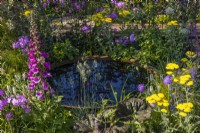 A large corten water bowl surrounded by dense plantings of flowering perennials: Digitalis purpurea, Achillea 'Moonshine', Festuca glauca and ornamental perennials leaves. Plants reflect in the water. June, Summer