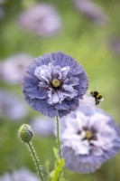 Papaver rhoeas 'Amazing Grey' - annual poppy - with bumblebee in flight