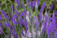 Linaria x purpurea - Toadflax
