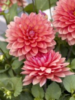 Dahlia x hybrida Collection Coral Pink, summer July