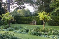 View across The Four Squares Garden at The Manor, Little Compton, past standard Wisteria sinensis 'Alba' to a wooden bench.
