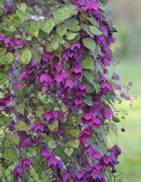 Rhodochiton atrosanguineus - Purple bell vine - August