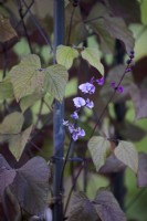 Lablab purpurea - dolichos lab-lab - Hyacinth Bean  - August