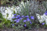 Hyacinthus orientalis 'Multiflora White' and Anemone blanda 'Blue' with Lavandula angustifolia 'Eidelweiss White' syn. Lavandula Ã— intermedia