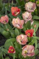 Tulip 'Mystic van Eijk' - showing perennialisation