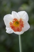 Narcissus 'Precocious'