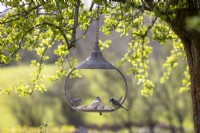Suet balls on round hanging bird feeder - with Blue Tit