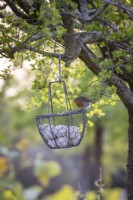 Hanging basket fat ball bird feeder  - with robin