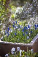 Muscari 'Pink Sunrise', Muscari armeniacum 'Valerie Finnis' and Muscari aucheri 'Blue Magic' growing in a stone trough - Grape hyacinths
