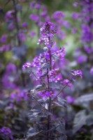 Lunaria annua 'Chedglow' - purple leaved honesty