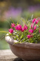 Tulipa hageri 'Little Beauty' in a terracotta pot