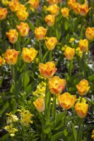Tulipa 'Golden Dynasty' with Erysimum cheiri 'Sunset Primrose' Sunset Series AGM
