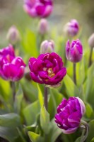 Tulipa 'Colour Burst'