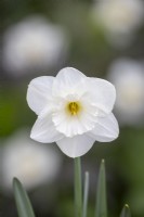 Narcissus 'Frosty Snow'