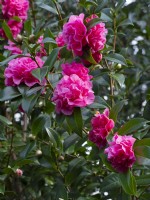 Camellia x williamsii 'Debbie' March 