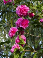 Camellia x williamsii 'Debbie' March 