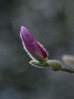 Magnolia stellata 'Rosea' buds bursting