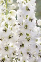 Delphinium 'White Dark Bee'