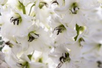 Delphinium 'White Dark Bee'