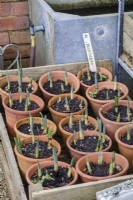 Emerging shoots of Narcissus bulbs in terracotta pots in spring