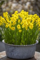 Narcissus 'Kokopelli' in a metal container