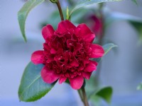 Camellia japonica 'Takanini' Early March