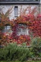 Parthenocissus tricuspidata, Boston ivy, climbing the wall of as house in autumn