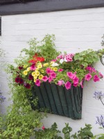 Petunias in wall planter made from old hay feeder