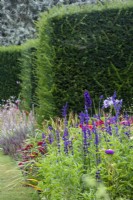 Salvia farinacea 'Victory' in The Palette borders with yew hedges dividing the space at The Manor, Little Compton, Cotswolds