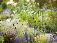 Allium sphaerocephalon and Eucomis foliage, RHS Iconic Horticultural Hero Garden, Designer: Carol Klein, RHS Hampton Court Palace Garden Festival 2023