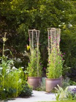 Lathyrus odoratus Sweet Pea 'Cupani' planted in ceramic pots climbing on hand made natural support frame made of branches and string. RHS Iconic Horticultural Hero Garden, Designer: Carol Klein, RHS Hampton Court Palace Garden Festival 2023