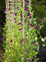 Detail of plant support frame made of branches and string. Lathyrus odoratus Sweet Pea 'Cupani' growing on support frame. RHS Iconic Horticultural Hero Garden, Designer: Carol Klein, RHS Hampton Court Palace Garden Festival 2023