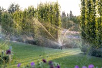 Automatic sprinklers placed in front of a hedge of Carpinus betulus 'Lucas' water the lawn on a summer evening
