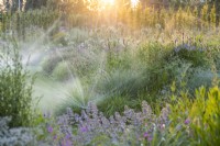 Watering a lawn and perennial beds with automatic sprinklers on a summer evening