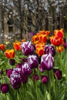 Tulipa 'Rems Favourite' - tulip - April