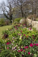 Tulips in the West Border at Trench Hill, Gloucestershire, with a Cotswold drystone wall behind..