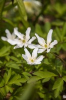 Anemone nemorosa - wood anemone - April