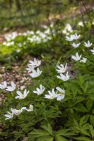 Anemone nemorosa - wood anemone - April
