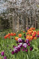 A spring display of tulips and amelanchier at Trench Hill, Gloucestershire