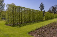 View of the hornbeam hedge Carpinus betulus 'Lucas' and the rose bed April, Spring