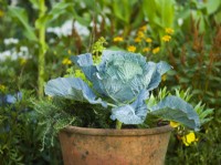 Cabbages grown in a pot. RHS Iconic Horticultural Hero Garden, Designer: Carol Klein, RHS Hampton Court Palace Garden 