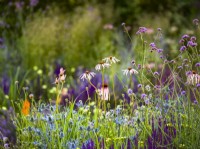 Echinacea pallida, Verbena bonariensis, 
Eryngium zabelii 'Big Blue'. RHS Iconic Horticultural Hero Garden, Designer: Carol Klein, RHS Hampton Court Palace Garden Festival 2023 