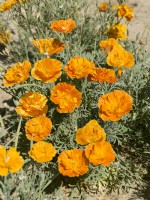 Eschscholzia californica Orange Double, summer August