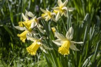 Narcissus 'February Silver' - daffodil - February